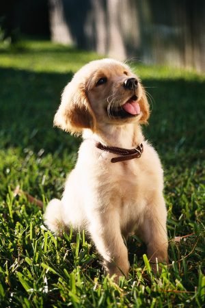 shallow focus vertical shot of a cute golden retriever puppy sitting on a grass ground